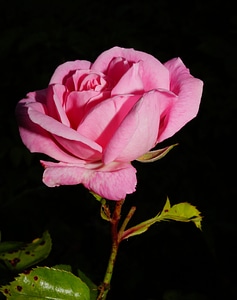 Rose bloom pink fragrance photo