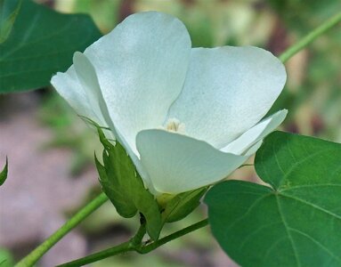 Blossom bloom plant