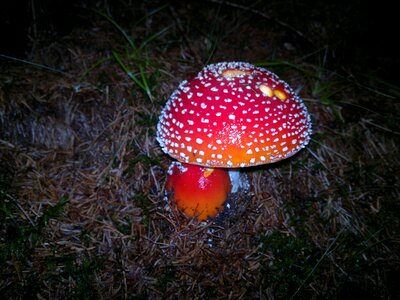 Red fly agaric mushroom toxic mushroom photo