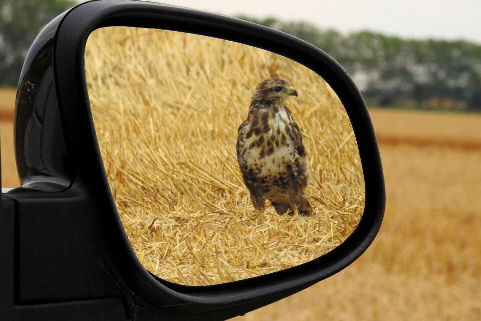 Bird raptor bird of prey