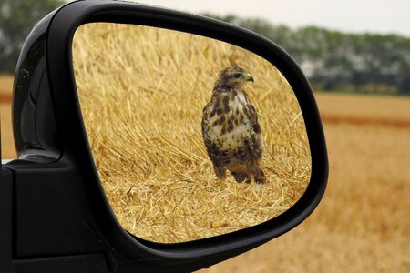 Bird raptor bird of prey photo