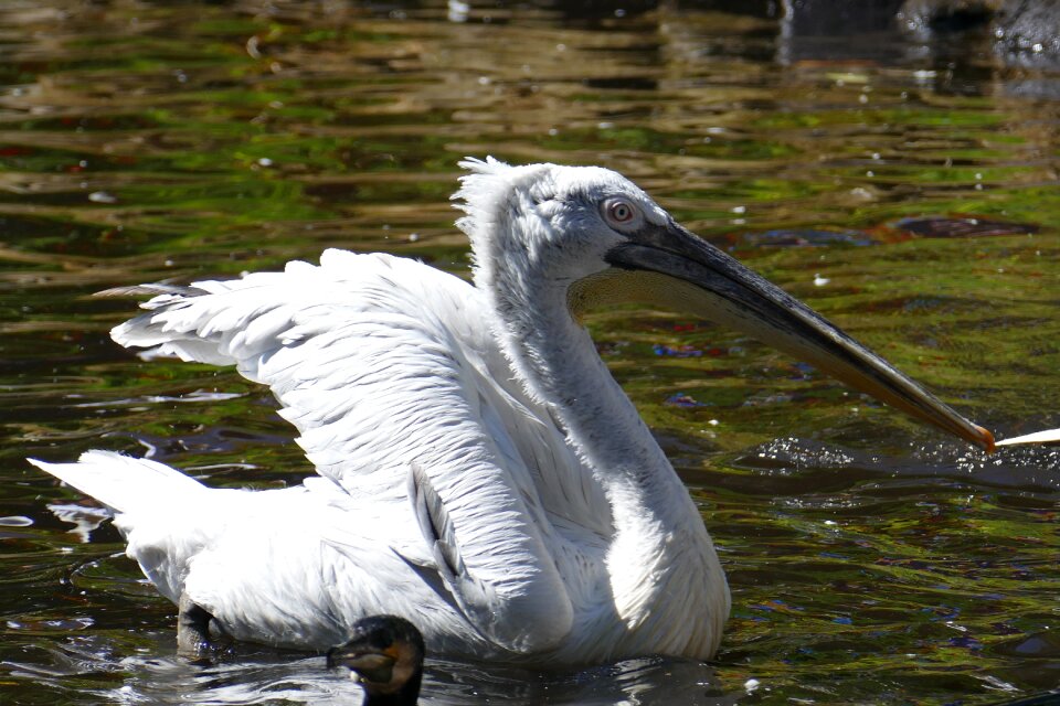 Bird animal nature photo