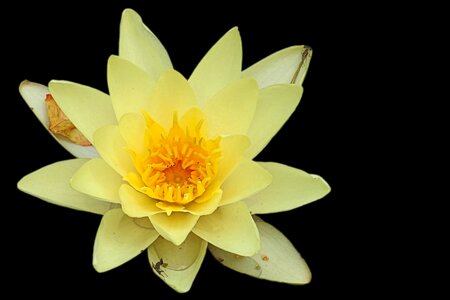 Blossom bloom black background
