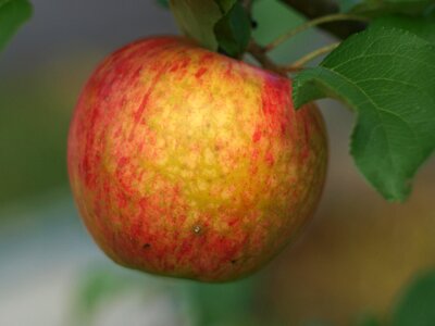 Garden ripe closeup
