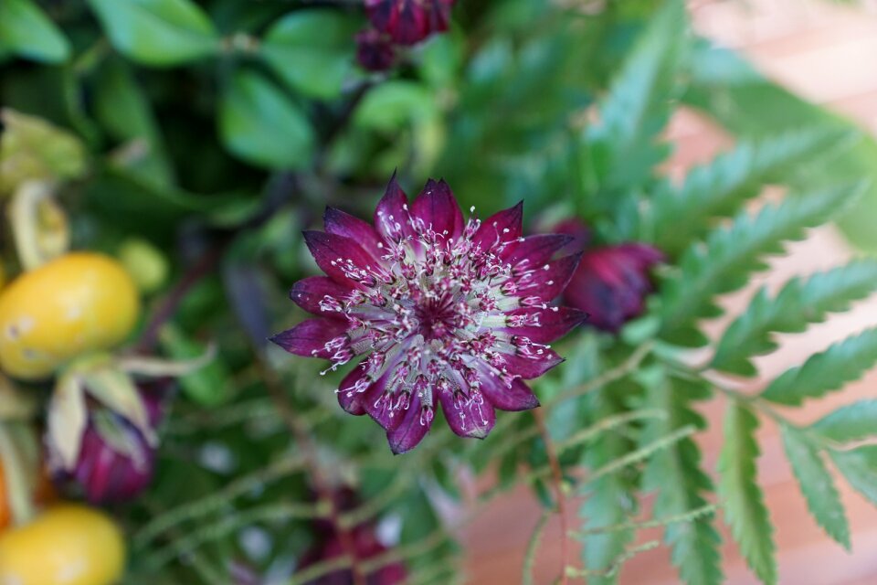 Fern purple violet