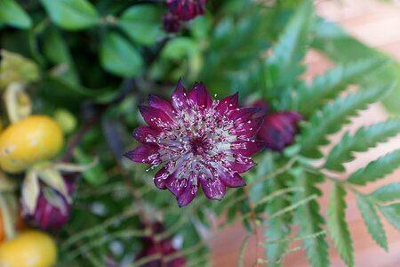 Fern purple violet photo