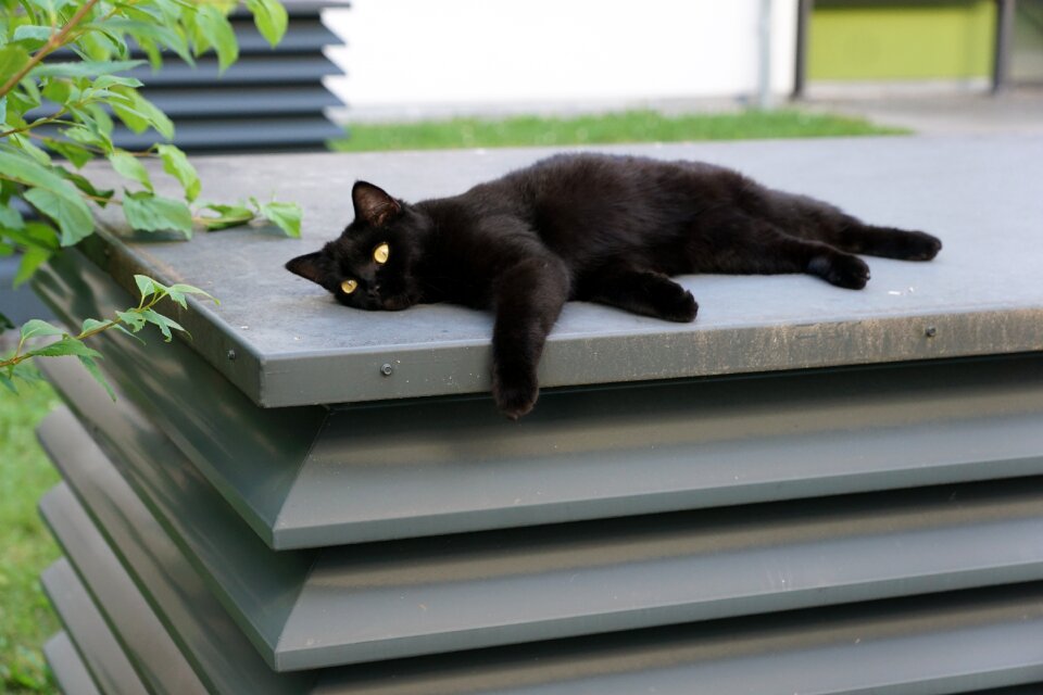 Relaxation barsik superstition