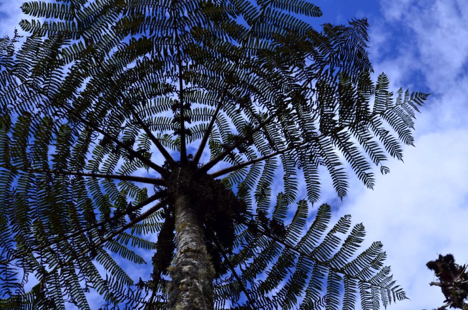 Montane forest peruvian biodiversity peruvian amazon biodiversity