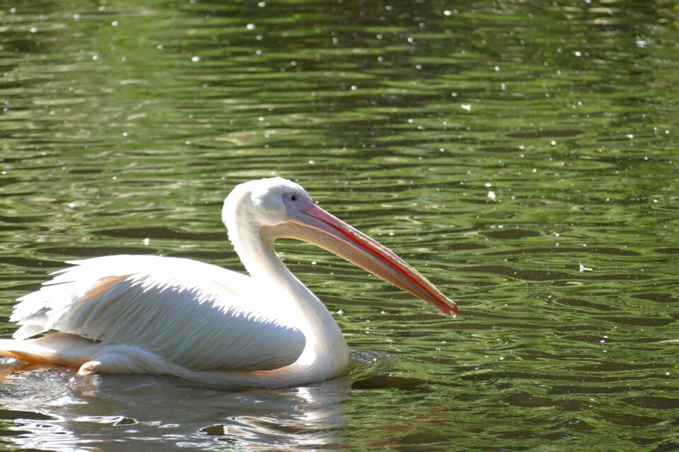 Bird animal nature