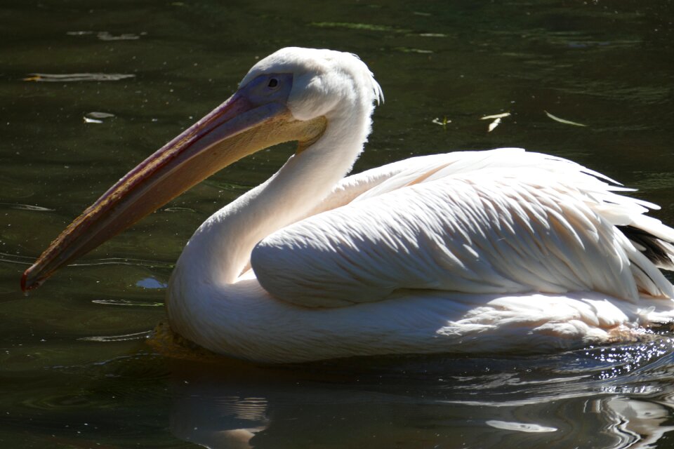 Bird animal nature