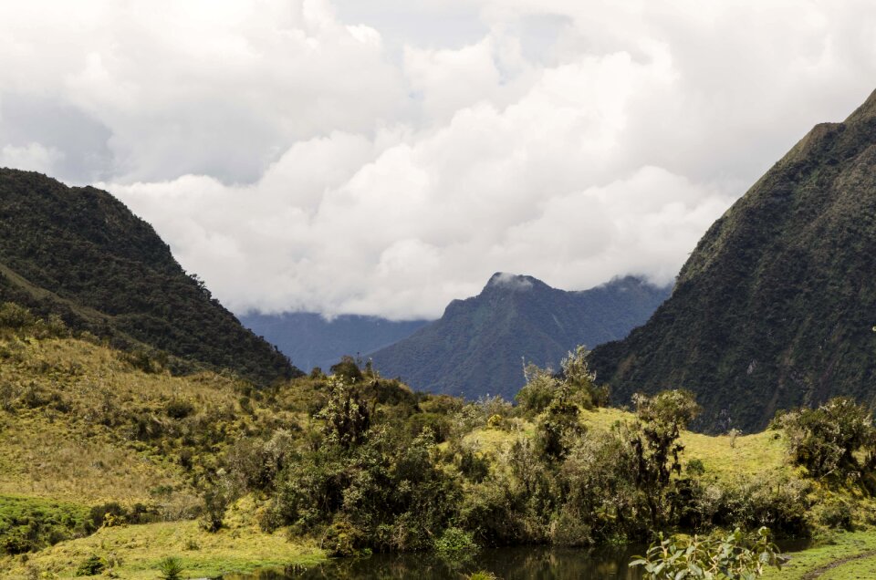 Montane forest peruvian biodiversity peruvian amazon biodiversity
