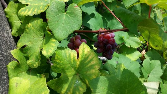 Grape green leaves purple and green