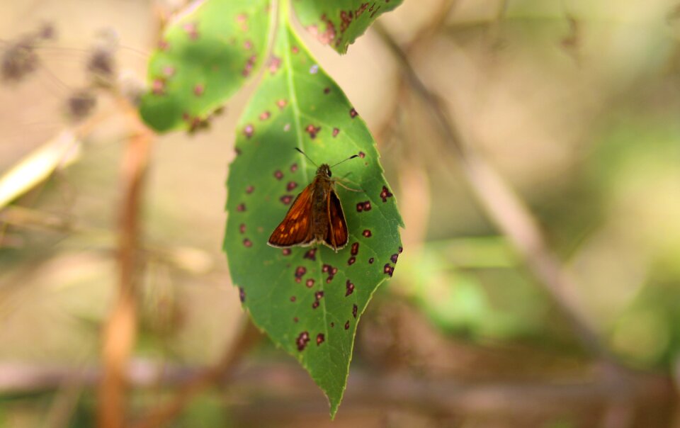 Leaf nature insecta
