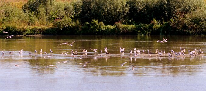 Water egret landscape photo