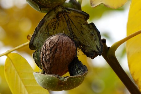 Walnut autumn rozpuk