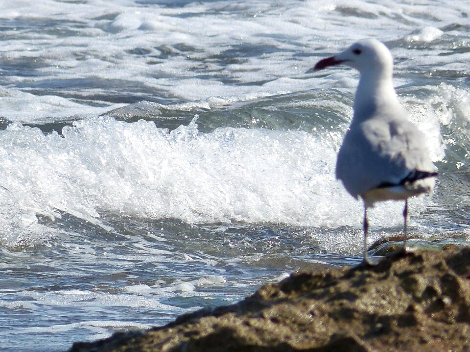 Water sea rock