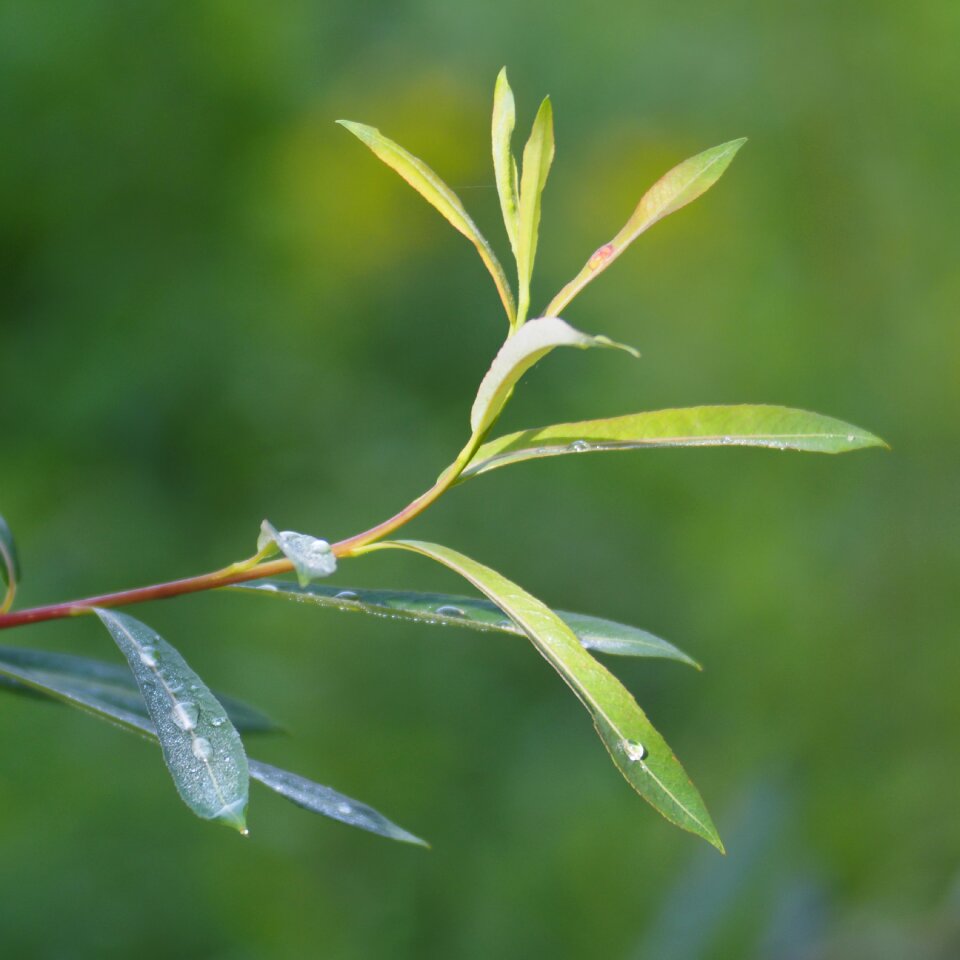 Green plant nature photo