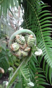 Unfold plant nature