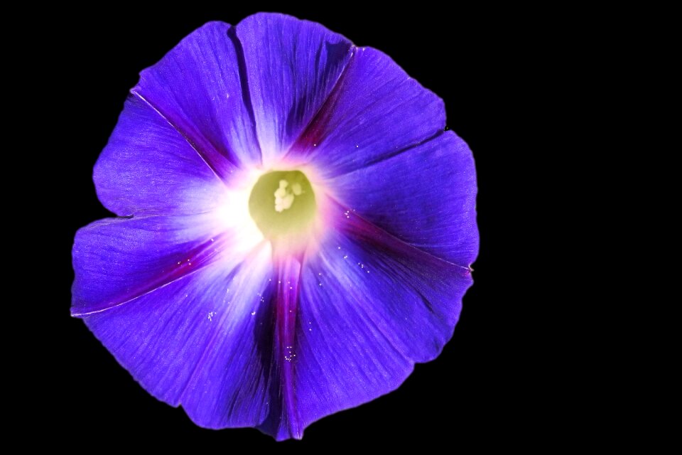 Bloom purple climber plant