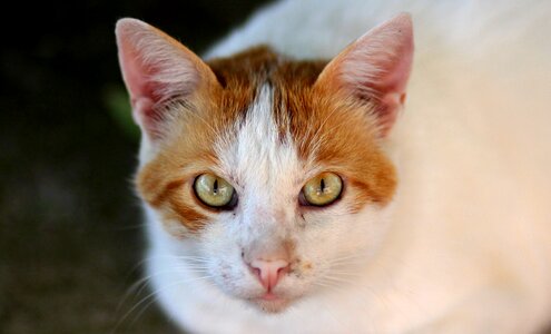 White orange portrait photo