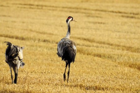 Foraging birds migratory birds