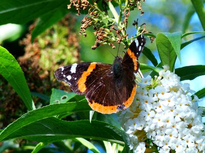 Papilion fauna nature
