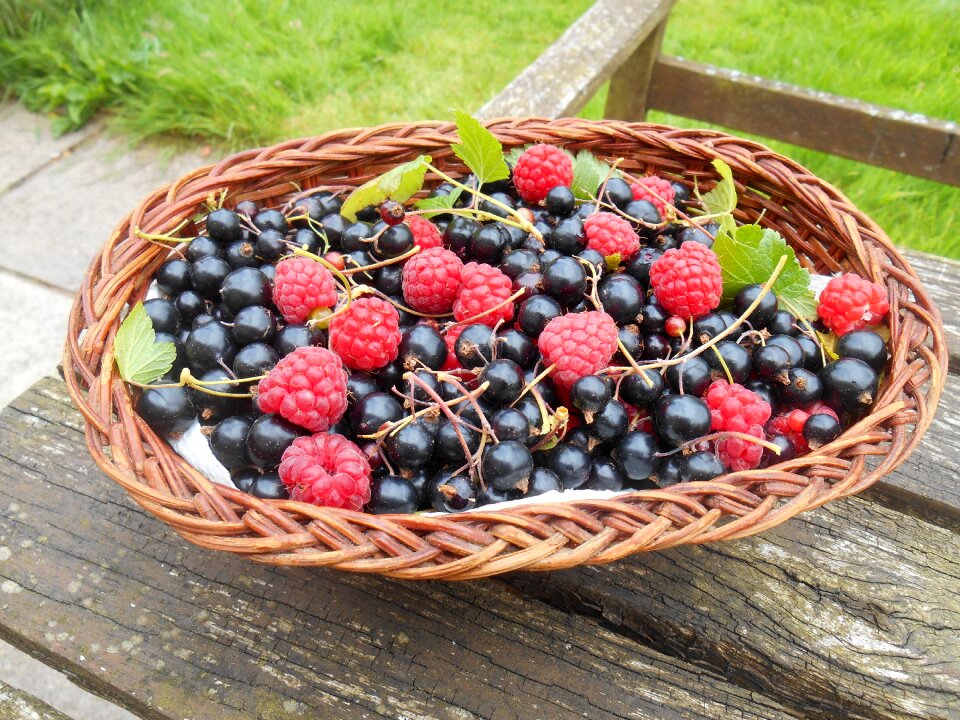 Blackcurrants garden harvest