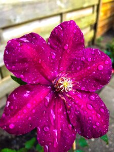 Pink flower spring garden