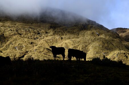 Sunset bulls peruvian andes