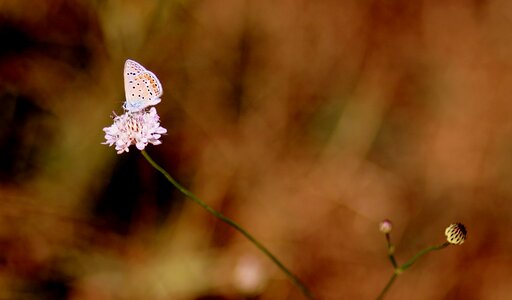 Insecta flower nature