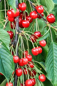 Red fruit leaves photo