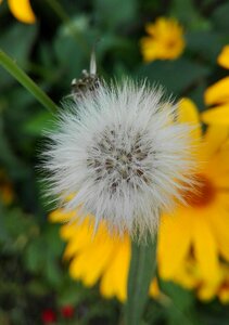 Dandelion nature summer