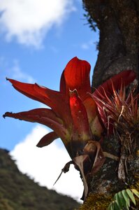 Montane forest peruvian biodiversity peruvian amazon biodiversity