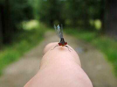 Summer water winged insects photo