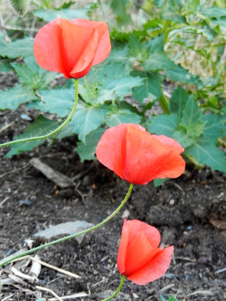 Field nature fleurs des champs