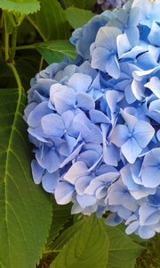 Sheet hydrangea nature