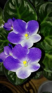 Violets flowers house