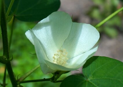 Blossom bloom plant