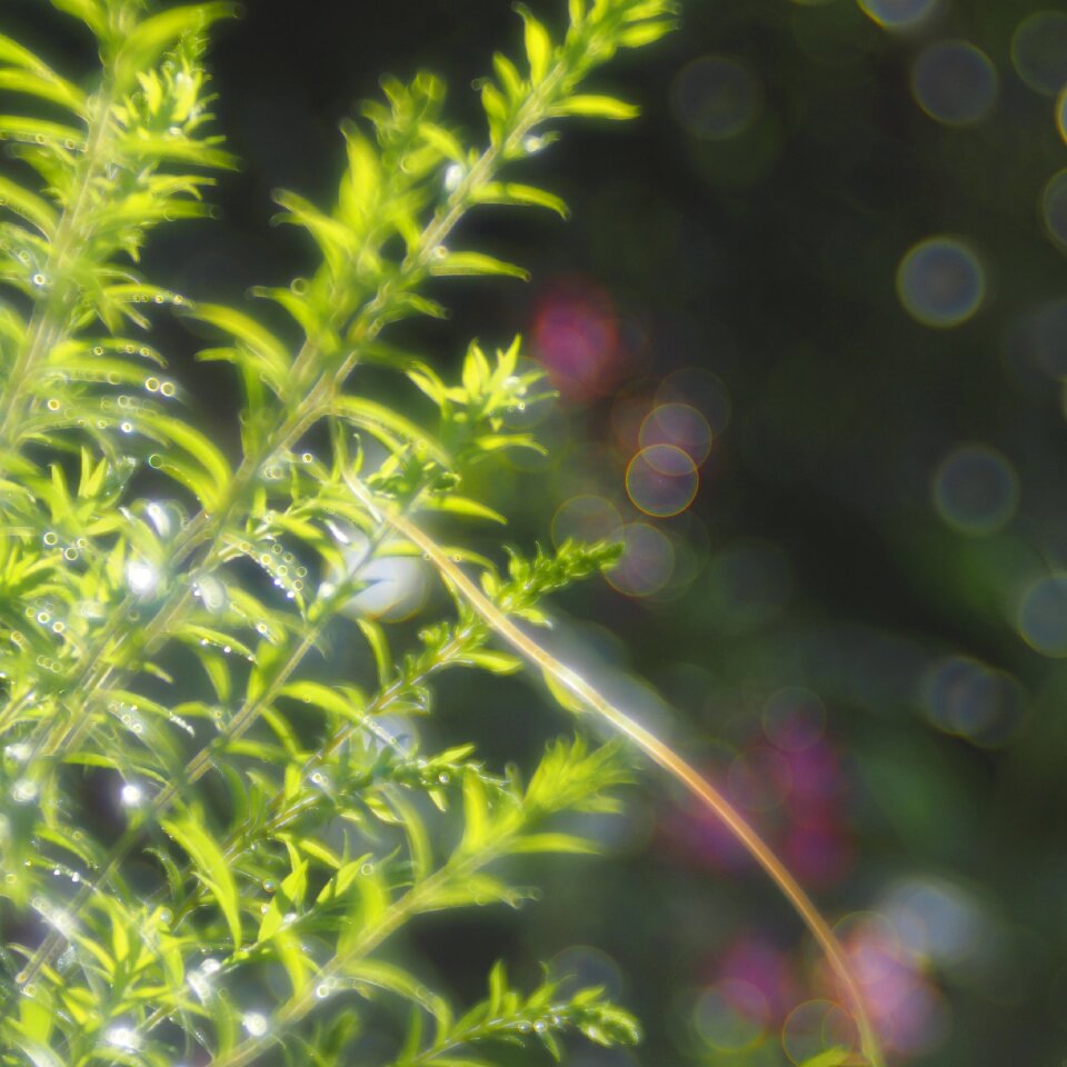 Trio plan soapbubble bokeh green
