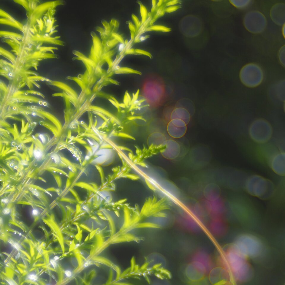 Trio plan soapbubble bokeh green photo