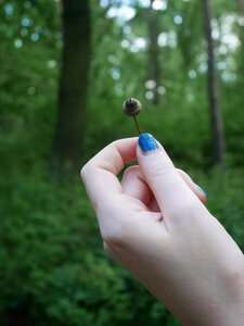 Acorn nail varnish walk