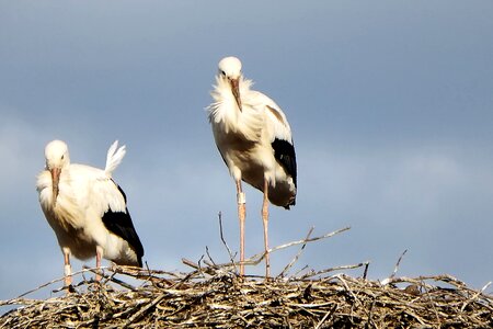 Birds rattle stork white stork photo