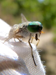 Insect sting detail