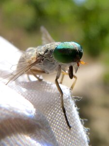 Insect sting detail photo