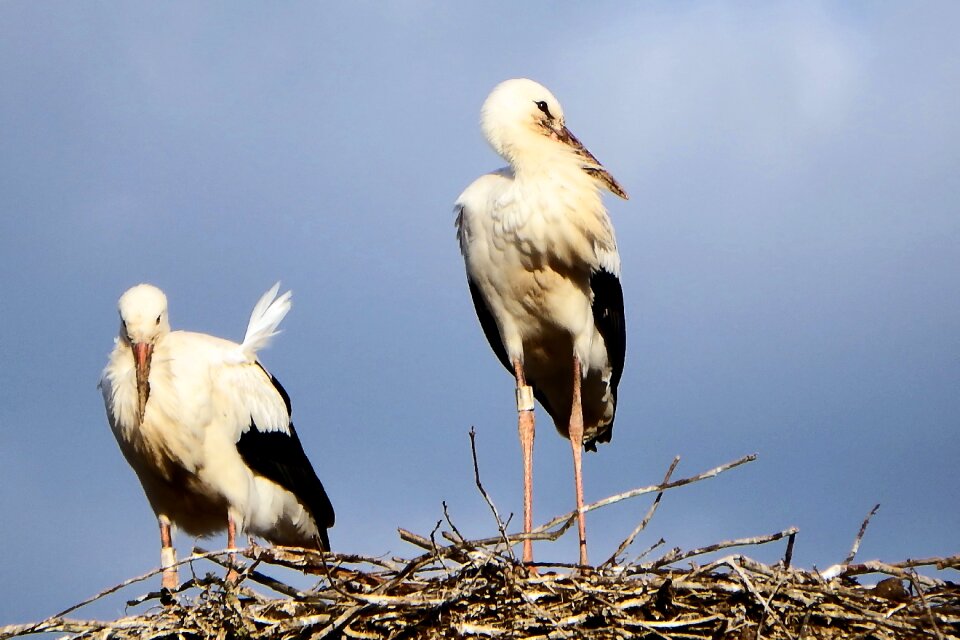 Birds rattle stork white stork photo