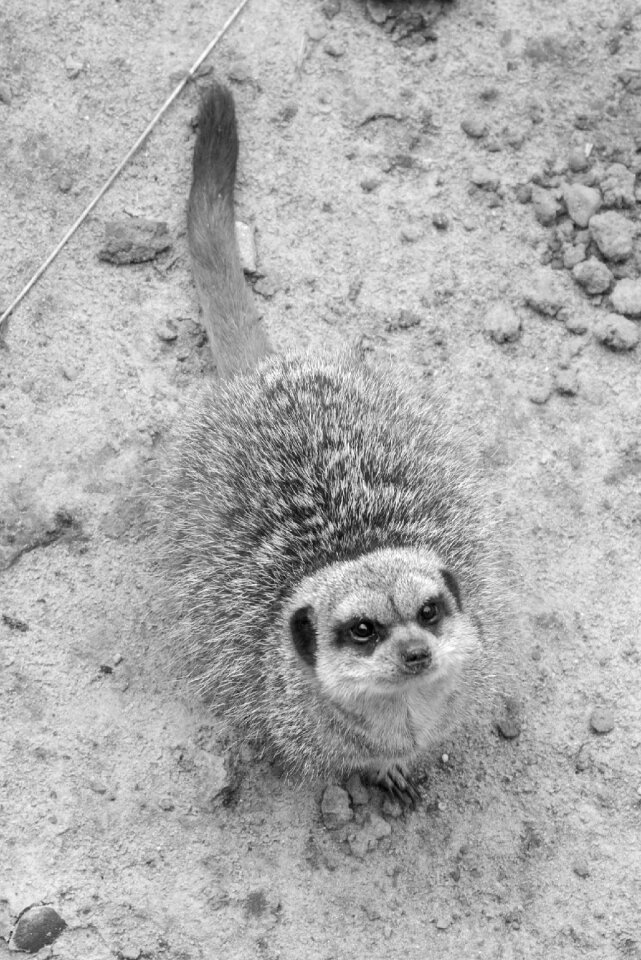Curious animal wildlife