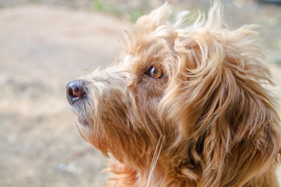 Puddle front dog close