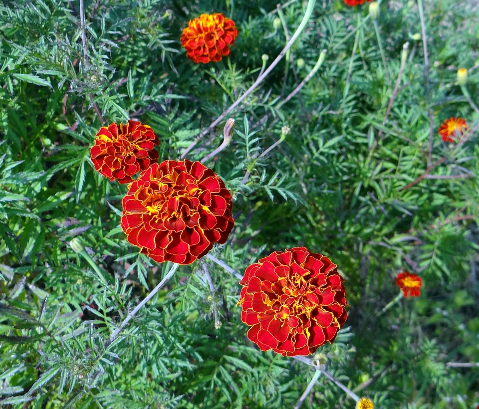 Dharwad india floral