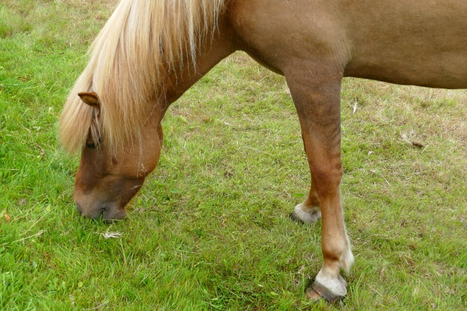 Iceland pony mane pony