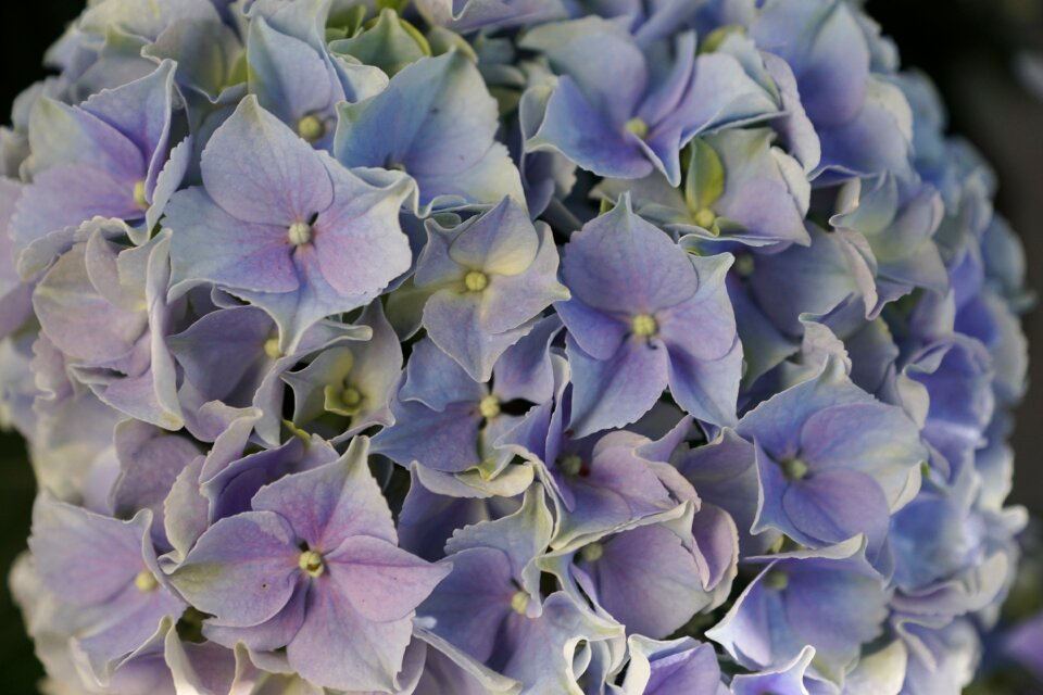 Spring fragrance aroma